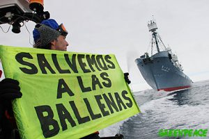 Greenpeace activists try to hinder the hunting of whales by the Kyo Maru No. 2 catcher ship. The banner reads 'Save the whales' in Spanish. Southern Ocean, 11.01.2006