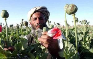 afghanistan_drug1
