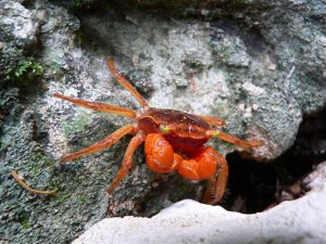 Granchio-Crab_in_Guatemala-Small