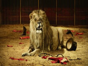 lions_at_the_circus_best_animals_training-other